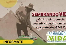 SEMBRANDO VIDA| ¿CUÁLES HAN SIDO LOS RESULTADOS?